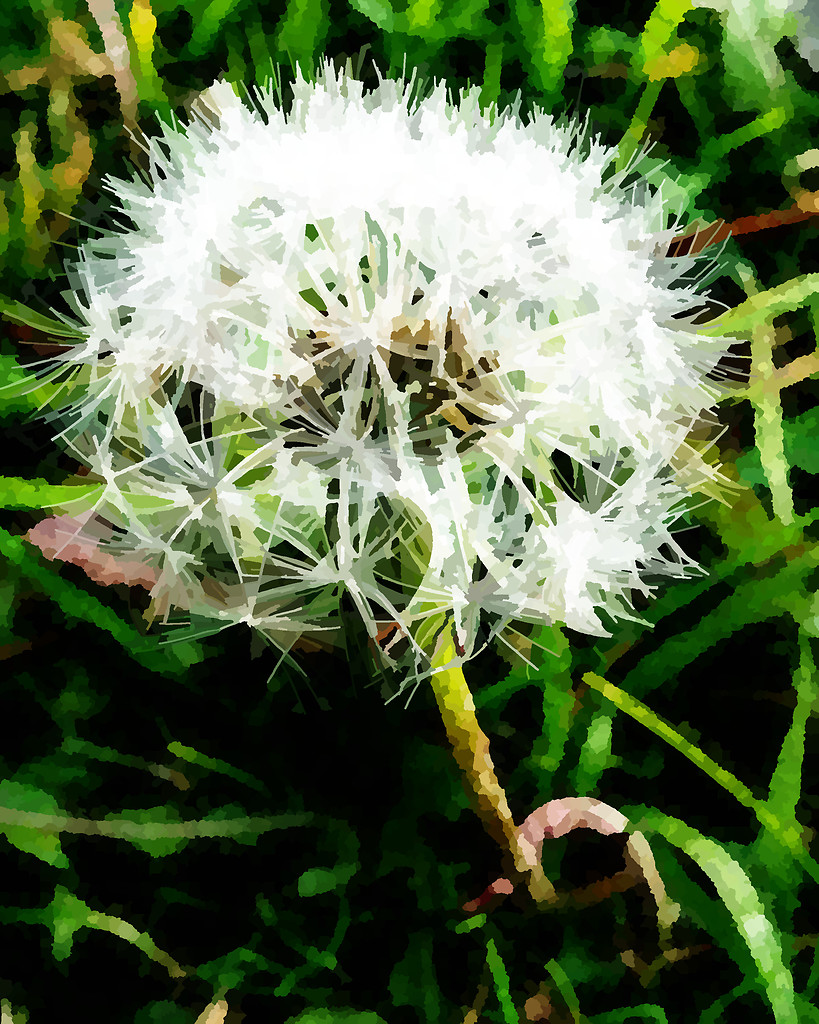 Dandelion